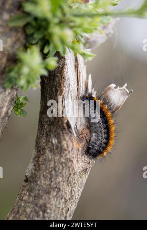 Eine Raupe in ihrer natürlichen Umgebung Stockfoto