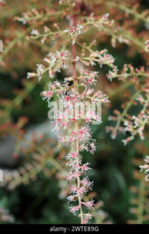 Pink Astilbe simplicifolia Hybridsorte Sprite blüht in Nahaufnahme mit einem Hintergrund aus verschwommenen Blättern und Blüten. Stockfoto