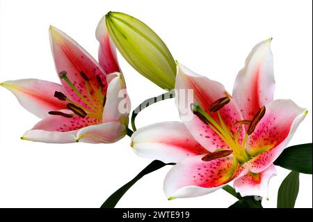 Ein fokussiertes, gestapeltes Bild von Sternenlilie (lilium orientalis) Blüten und Knospen vor weißem Hintergrund Stockfoto