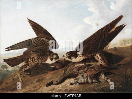 Wanderfalken (Duck Hawks). John James Audubon. 1827. Stockfoto