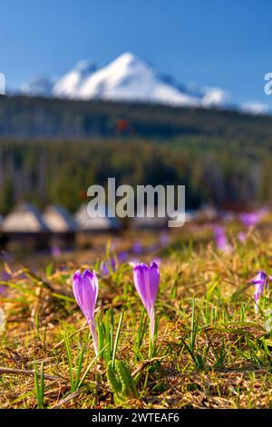 Veilchen Krokusse im Tatra-Gebirge, Polen. Blick auf den Frühling von Kopieniec mit schneebedeckten Gipfeln im Hintergrund. Stockfoto