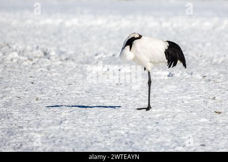 Rotkräne (Grus japonensis), Hokkaido, Winter, Japan Stockfoto
