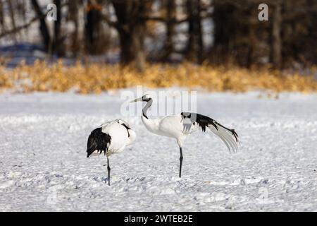 Rotkräne (Grus japonensis), Hokkaido, Winter, Japan Stockfoto