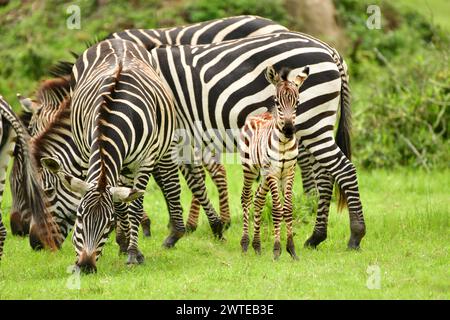 Herde von Zebras ( Burchell’s Zebra ) mit Fohlen im Lake Mburo National Park, Uganda Stockfoto