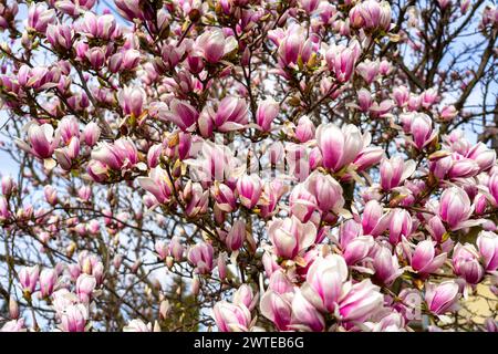 Blühende Magnolienblume Frühling Hintergrund Stockfoto