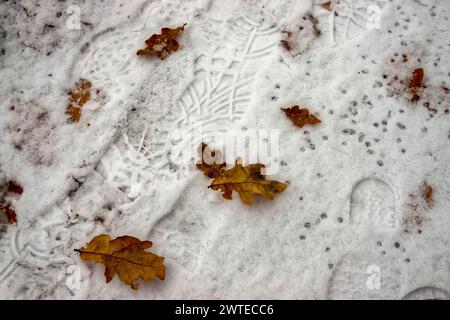 Fußabdrücke und gefallene Blätter im Dezemberschnee Stockfoto