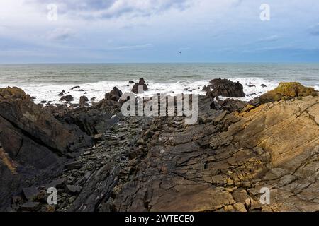 Felsformationen der Crackington Formation der Devon Heritage Coast bei Ebbe am Hartland Quay, Devon Stockfoto