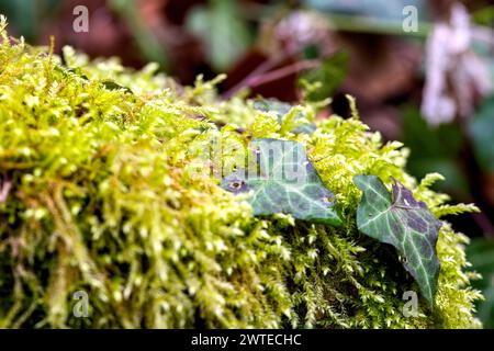 Makro von blühendem Moola, Moos in einem Wald mit vielen Details Stockfoto