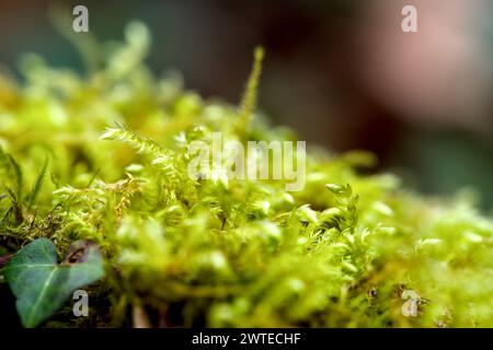 Makro von blühendem Moola, Moos in einem Wald mit vielen Details Stockfoto