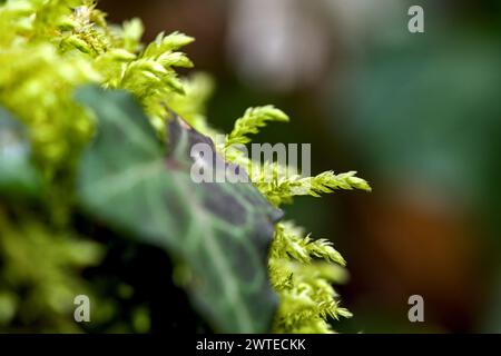 Makro von blühendem Moola, Moos in einem Wald mit vielen Details Stockfoto