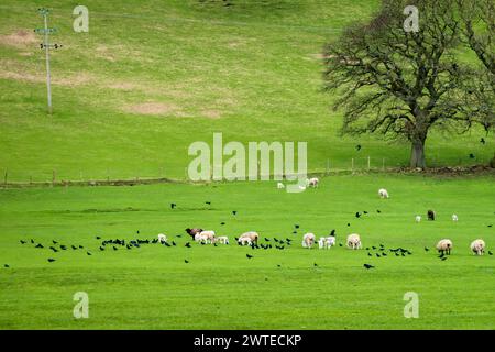 Schafe und neue Lämmer auf einem Feld in der Nähe von Oughtershaw und Deepdale im Spätwinter in den Yorkshire Dales. Krähen gelten als eine Gefahr für Lämmer. Stockfoto