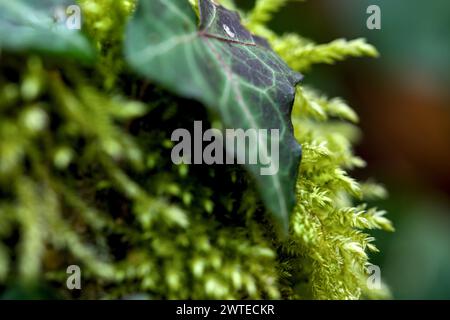 Makro von blühendem Moola, Moos in einem Wald mit vielen Details Stockfoto