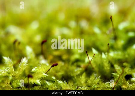 Makro von blühendem Moola, Moos in einem Wald mit vielen Details Stockfoto