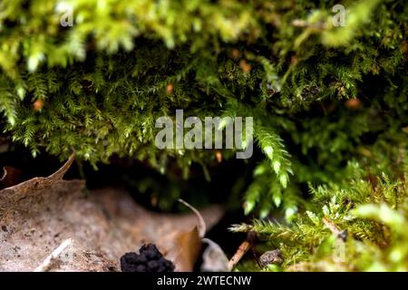 Makro von blühendem Moola, Moos in einem Wald mit vielen Details Stockfoto