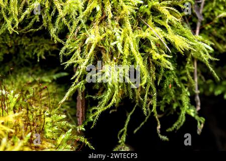 Makro von blühendem Moola, Moos in einem Wald mit vielen Details Stockfoto