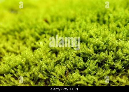 Makro von blühendem Moola, Moos in einem Wald mit vielen Details Stockfoto