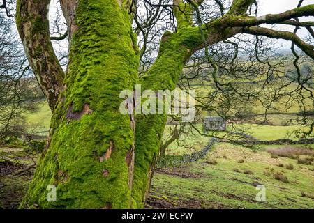 Moos bedeckt den Stamm eines Baumes in Swaledale. Stockfoto