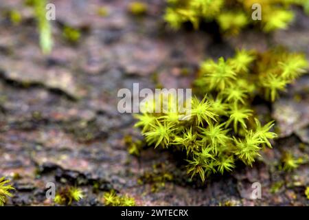 Makro von blühendem Moola, Moos in einem Wald mit vielen Details Stockfoto