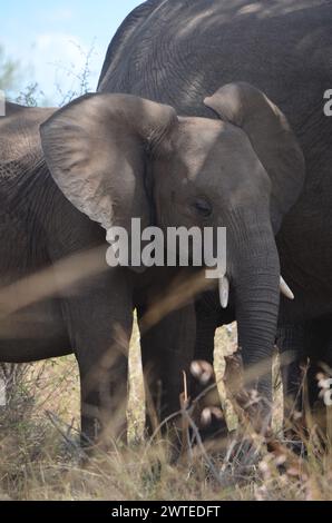 Afrikanischer Elefant mit ihrem Kalb im Kruger-Nationalpark, Mpumalanga, Südafrika Stockfoto