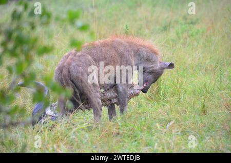 Ich sah Hyena auf einem Büffelkadaver im Kruger-Nationalpark, Mpumalanga, Südafrika Stockfoto