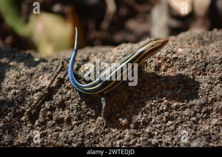 Rainbow Skink im Kruger-Nationalpark, Mpumalanga, Südafrika Stockfoto