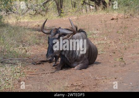 Blaues Gnus im Kruger-Nationalpark, Mpumalanga, Südafrika Stockfoto