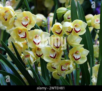 Cymbidium Orchid 'Rocco Tower', Orchidaceae. Stockfoto