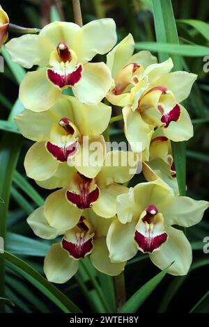 Cymbidium Orchid 'Rocco Tower', Orchidaceae. Stockfoto