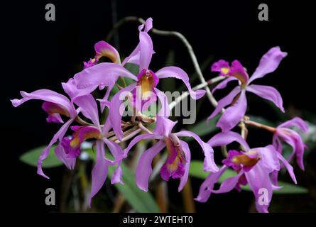 Laelia superbiens, Orchidaceae. Laelia superbiens ist eine Orchideenart aus Mexiko, Guatemala und Honduras. Stockfoto