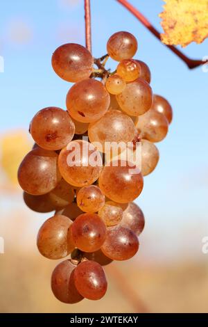 Trauben ohne Samen auf der Rebe vor blauem Himmel, natürliche Produkte Stockfoto