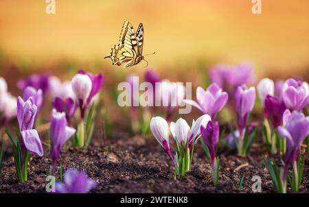Natürliche Aussicht mit vielen Blumen von lila Schneeglöckchen Krokusse und einem Schwalbenschwanzfalter, der über ihnen fliegt Stockfoto