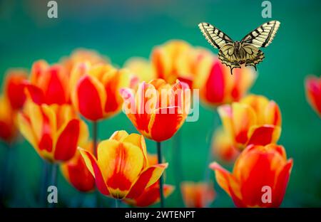 Helles Blumenbeet mit vielen Tulpenblüten und einem Schwalbenschwanz-Schmetterling, der darüber fliegt Stockfoto