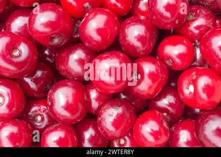 Nahaufnahme eines Haufens reifer Kirschen. Große Sammlung frischer roter Kirschen. Hintergrund reifer Kirschen. Frisch gepflückte Beeren vom Baum. Stockfoto