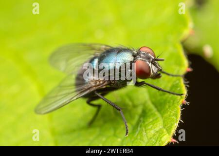 Gemeinsamen grünen Flasche fliegen (Lucilia Sericata) Stockfoto