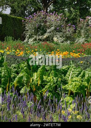 KLEINGARTENGRUNDSTÜCK Lavender Border & Marigolds führt zu üppigen Gemüseflecken mit Schweizer Mangold, Gartentunnel und Rand der gelben Blumen der Calendula „Wintersonne“ Stockfoto