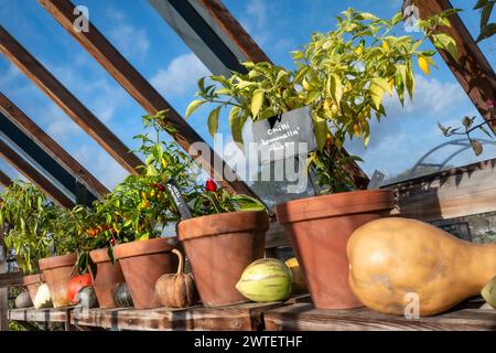 Chilis in Terrakottatöpfen im traditionellen Holzgewächshaus. In VORDERGRUNDCHILLI LEMONELLA mit Schiefernamen beschriftet. Verschiedene Kürbisse quetschen als farbenfrohe gartenbauliche attraktive visuelle Ergänzung zu den Chili-Sorten. Blauer Himmel und Sonnenverhältnisse Stockfoto