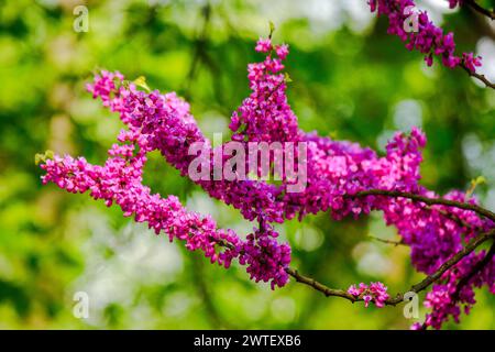 Nahaufnahme des judas-Baumes in der Blüte. Frühlingsnaturhintergrund der Rotknospen Stockfoto