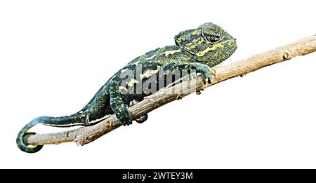 Nahaufnahme von Chameleon auf der Ast Stockfoto