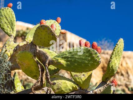 Feigenkaktus (Opuntia Ficus-indica) oder Berberfeige, die in Takrouna, Tunesien, wächst. Stockfoto