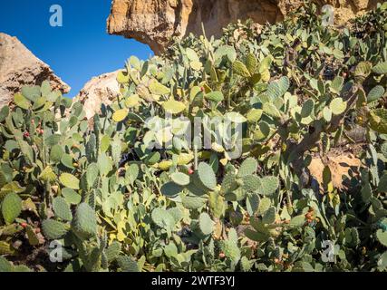 Ein großer Kaktuskaktus (Opuntia Ficus-indica) oder Berberfeige, der in Takrouna, Tunesien, wächst. Stockfoto