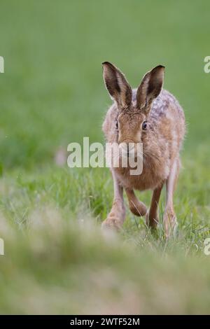 Brown Hase in Norkfolk Stockfoto