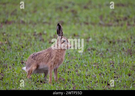 Brown Hase in Norkfolk Stockfoto