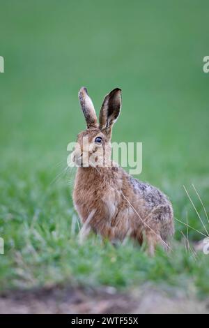 Brown Hase in Norkfolk Stockfoto