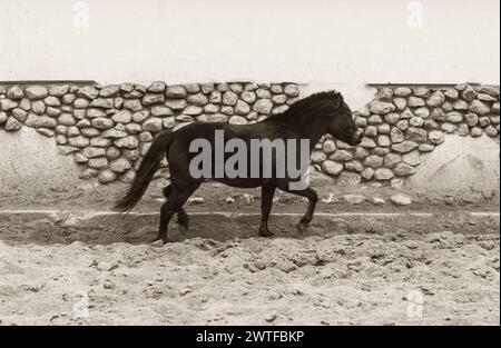 Schwarzes Pferdepony, mit leeren Plätzen Stockfoto