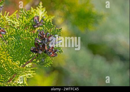 Geöffnete Kegel des Thuja-Baumes. Stockfoto
