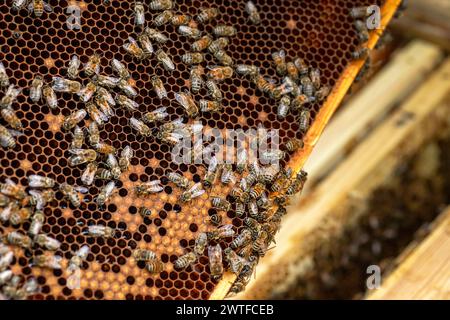 Der Imker hält frisch geerntete Waben, die von goldenem Honig glänzen, der gerade aus dem Bienenstock gewonnen wurde. Honigernte Stockfoto