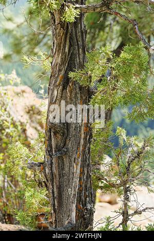 Utah Juniper Tree zeigt gestreifte, faserige Rinde Stockfoto
