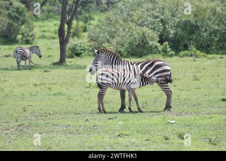 Gewöhnliches oder flaches Zebra (Equus quagga), Stute mit Saugfohlen Stockfoto