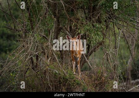 Nördlicher Buschbock im Queen Elizabeth Nationalpark. Antilope in den Büschen. Safari in Uganda. Stockfoto