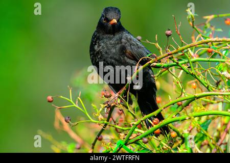 Eine Amsel (turdus merula), die im Rosenbusch zwischen den Hüften steht Stockfoto